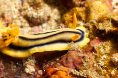 Chromodoris joshi