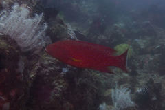 Variola albimarginata