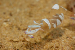 Ancylomenes magnificus