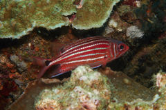 Sargocentron cornutum