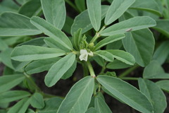 Trigonella foenum-graecum