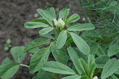 Trigonella foenum-graecum