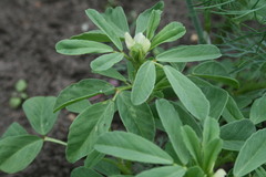 Trigonella foenum-graecum