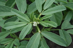 Trigonella foenum-graecum