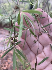 Leptospermum petersonii