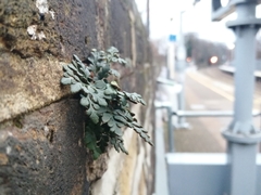 Asplenium ruta-muraria