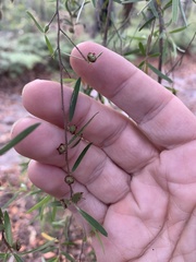 Leptospermum petersonii
