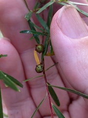 Leptospermum petersonii