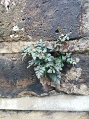 Asplenium ruta-muraria