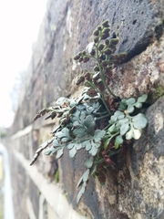 Asplenium ruta-muraria