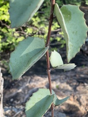 Cissus rotundifolia rotundifolia