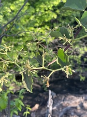Cissus rotundifolia rotundifolia