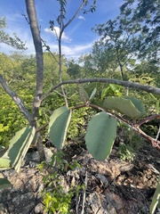Cissus rotundifolia rotundifolia