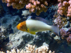 Cetoscarus bicolor