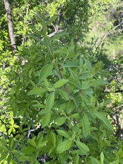 Diospyros lycioides lycioides