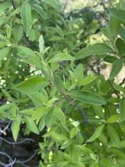 Diospyros lycioides lycioides