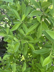 Diospyros lycioides lycioides