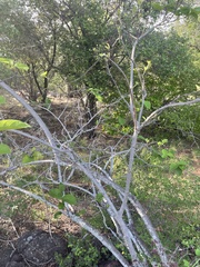 Strophanthus kombe
