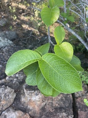 Strophanthus kombe