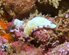 Goniobranchus albopustulosus