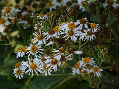 Podachaenium eminens