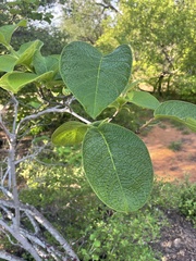 Strophanthus kombe