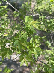 Pteleopsis myrtifolia