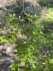 Pteleopsis myrtifolia