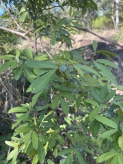 Rhoicissus revoilii