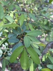 Rhoicissus revoilii