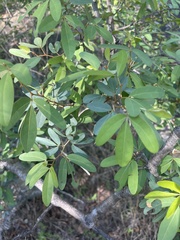 Rhoicissus revoilii
