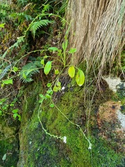 Myosotis lytteltonensis