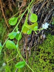 Myosotis lytteltonensis