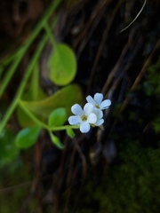 Myosotis lytteltonensis