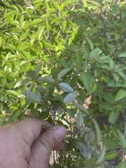 Croton pseudopulchellus