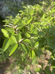 Croton pseudopulchellus