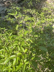 Croton pseudopulchellus