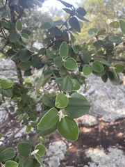 Androstachys johnsonii