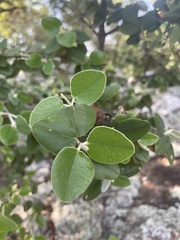 Androstachys johnsonii