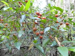 Petalostigma triloculare