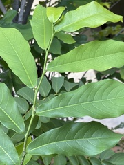 Monodora junodii junodii