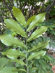 Monodora junodii junodii