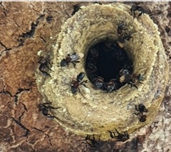 Geniotrigona thoracica