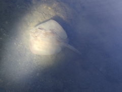 Hemitrygon fluviorum