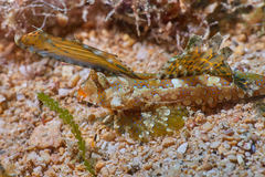 Dactylopus