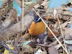 Cossypha heuglini heuglini