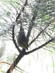 Setophaga townsendi × occidentalis