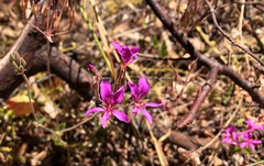 Pelargonium rodneyanum