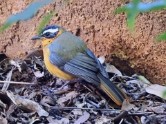 Cossypha heuglini heuglini