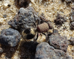 Ronisia